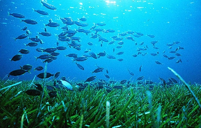 Reserva Marina Tabarca snorkel aguas cristalinas Semana Santa